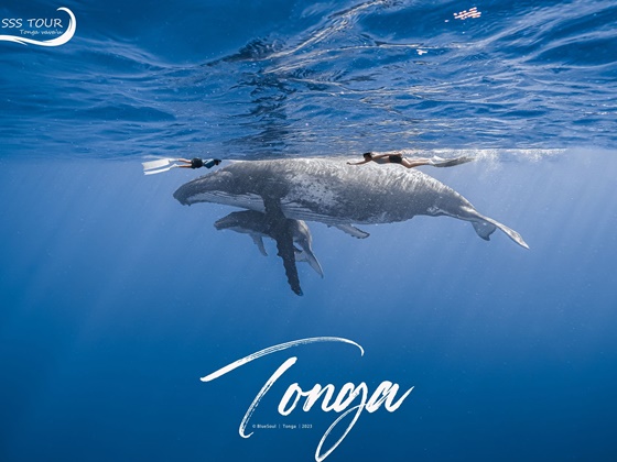 2026-09-06 Tonga Swim with Whale 7N Program (FJ)
